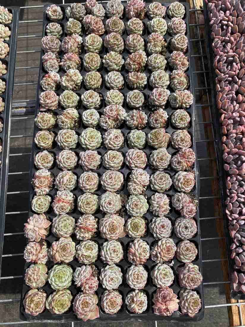 ブラックフライデー限定価格】XQS84 ビロード 105苗 セット 土と根付き