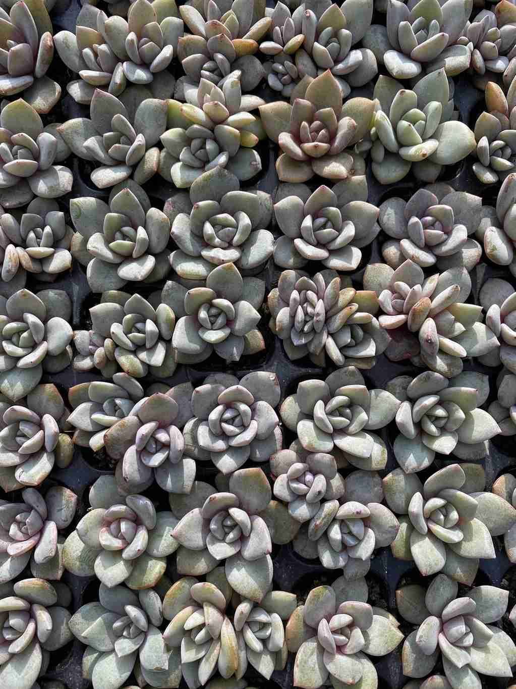 ブラックフライデー限定価格】XQS102 ドイツシャンペン 105苗 セット