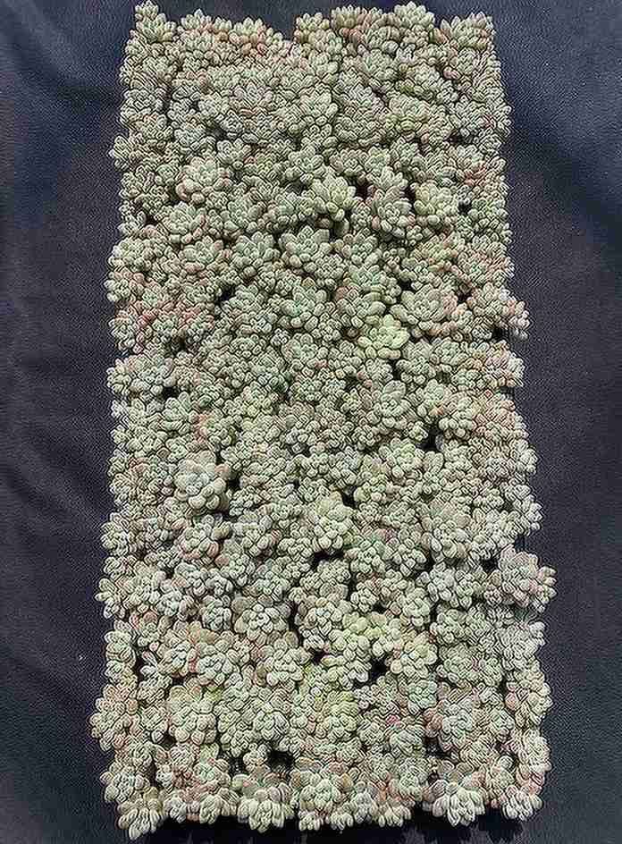 ブラックフライデー限定価格】XQS118 ロココ 105苗 セット 土と根付き