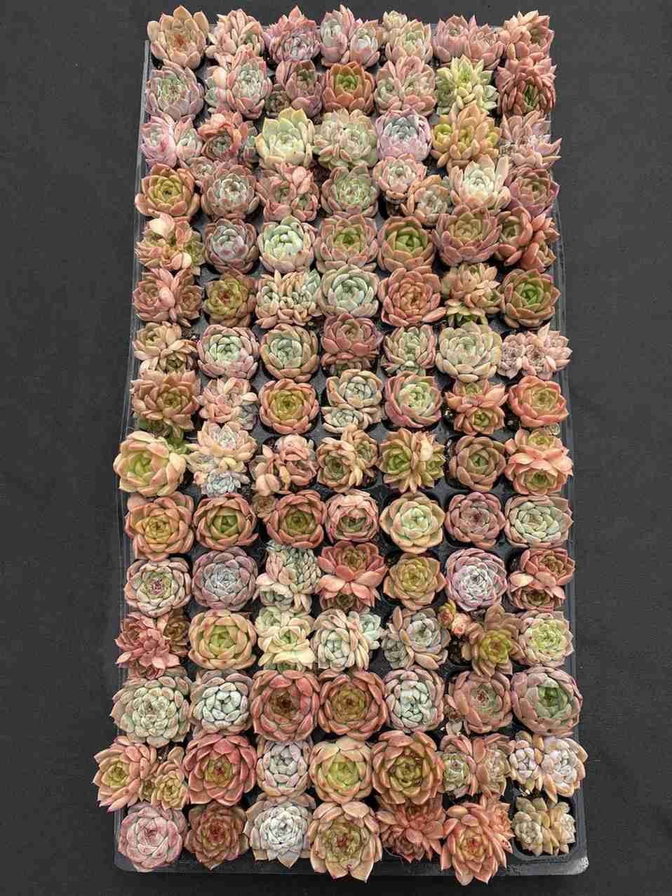 ブラックフライデー限定価格】XQS145 ジェニーザツ 105苗 セット 土と