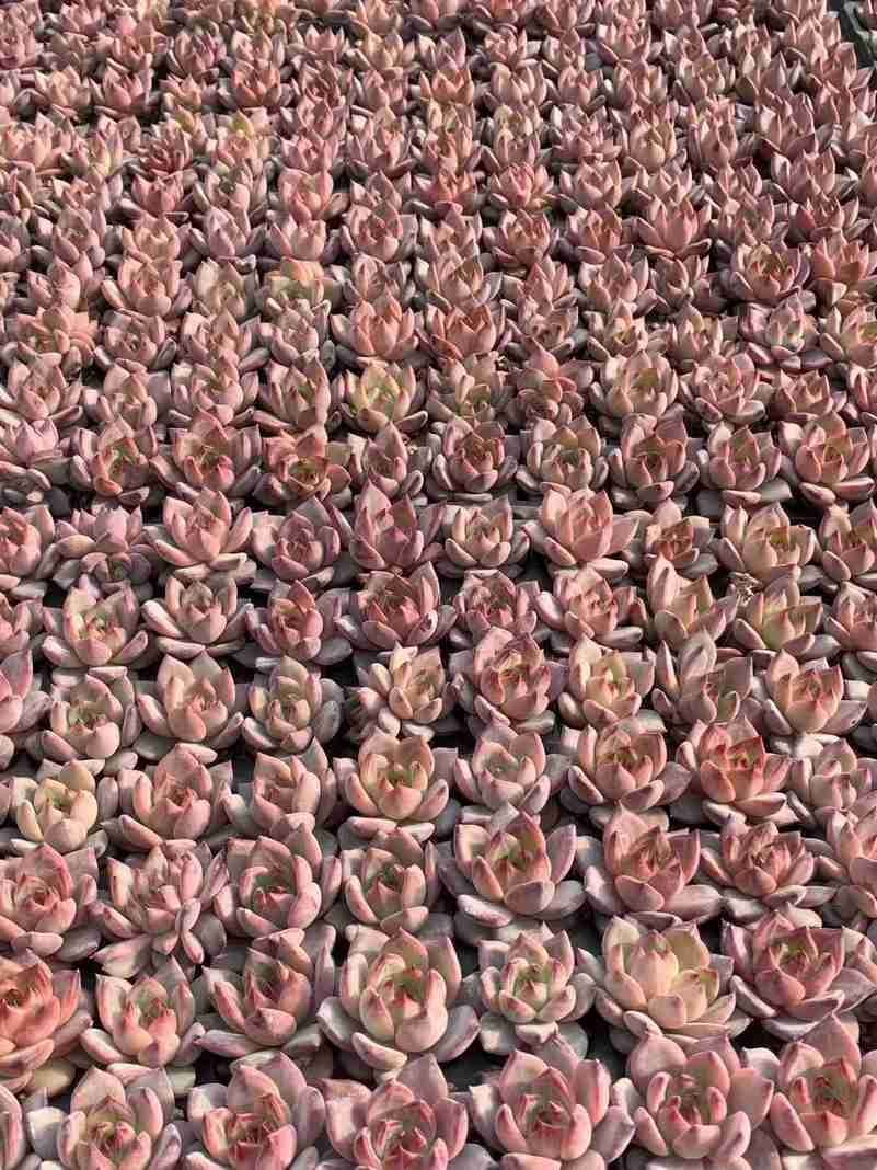 新作】エケべリア 韓国苗 ブラックチェリー 大苗 多肉植物 s_6103 新