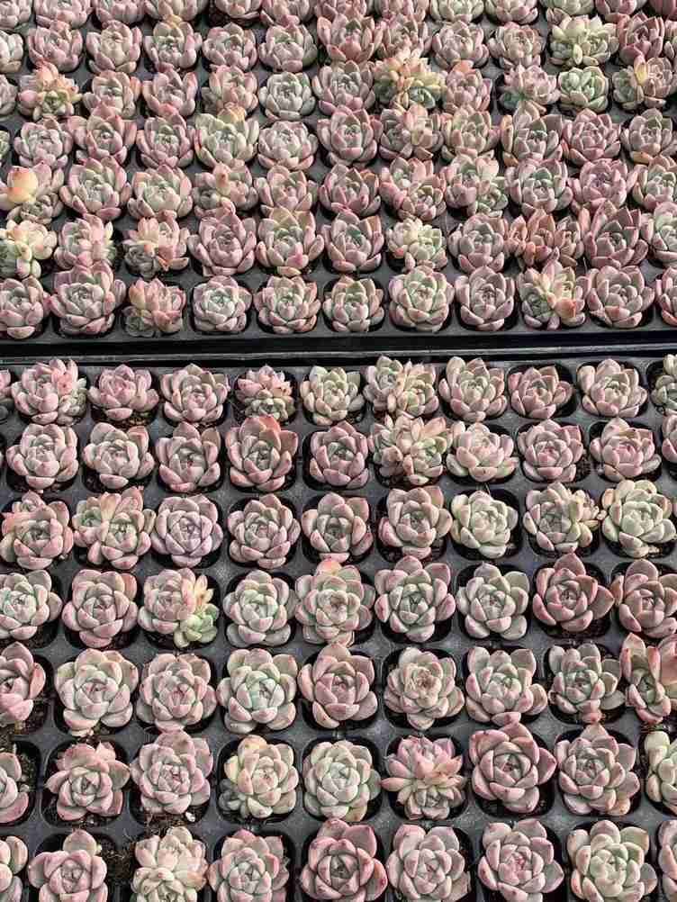 ブラックフライデー限定価格】XQS151 ユウセンカジン 105苗 セット 土