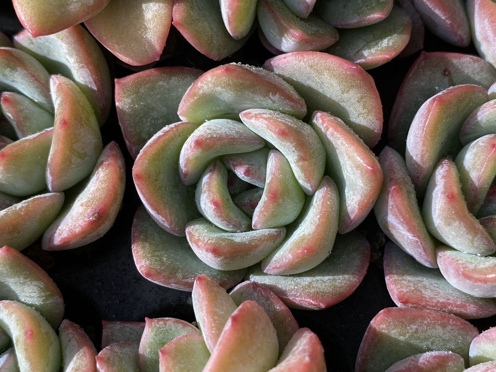 ブラックフライデー限定価格】XQS56 センセーション 105苗 セット 土と