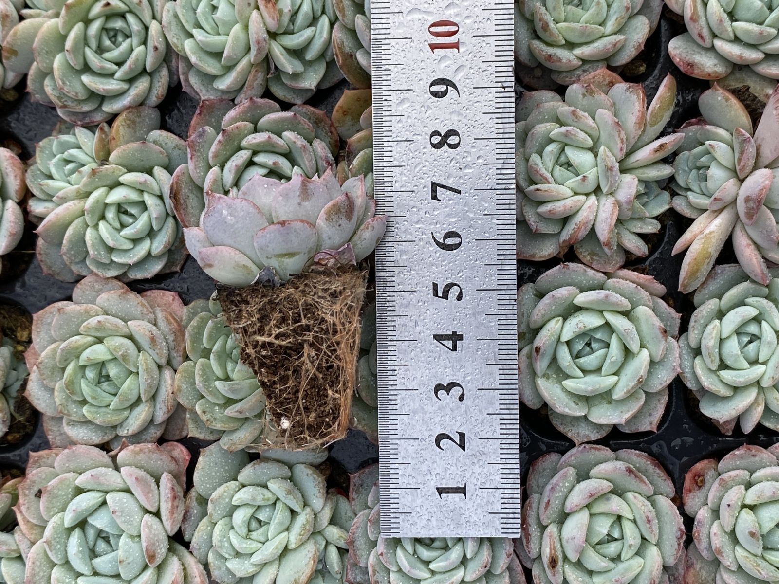 ブラックフライデー限定価格】XQS53 バンサ 105苗 セット 土と根付き