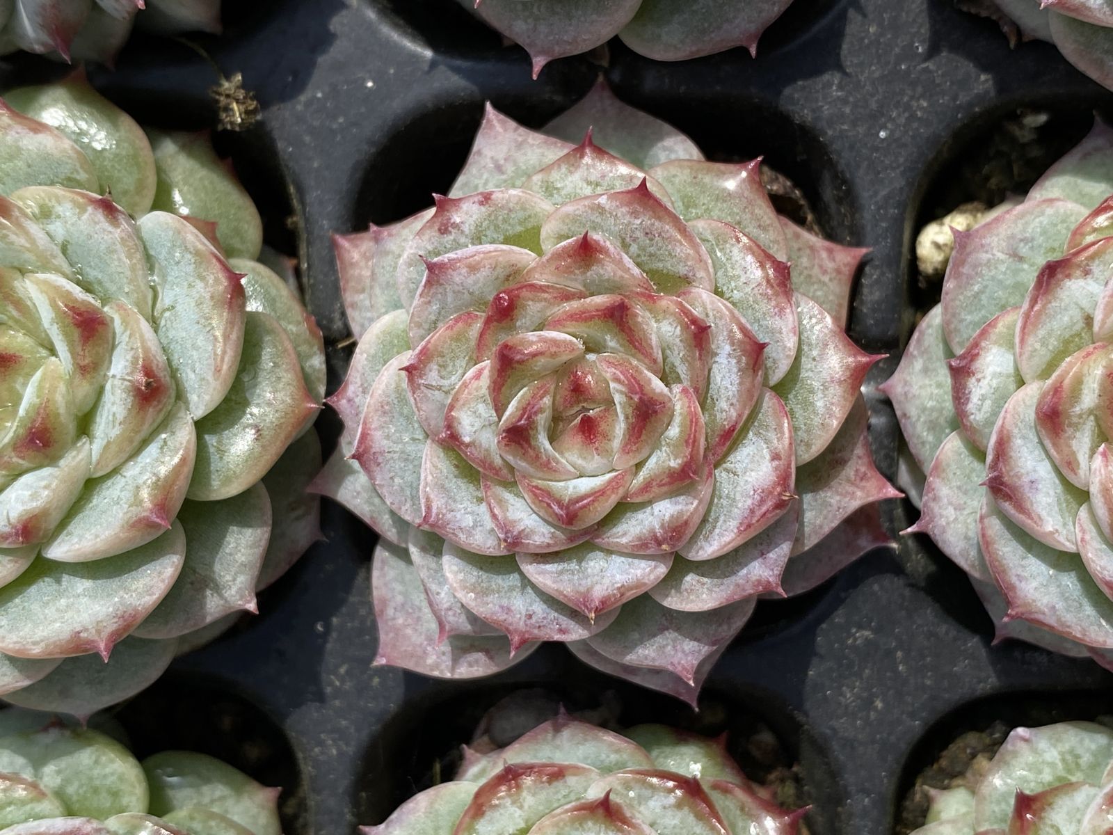 ブラックフライデー限定価格】XQS84 ビロード 105苗 セット 土と根付き