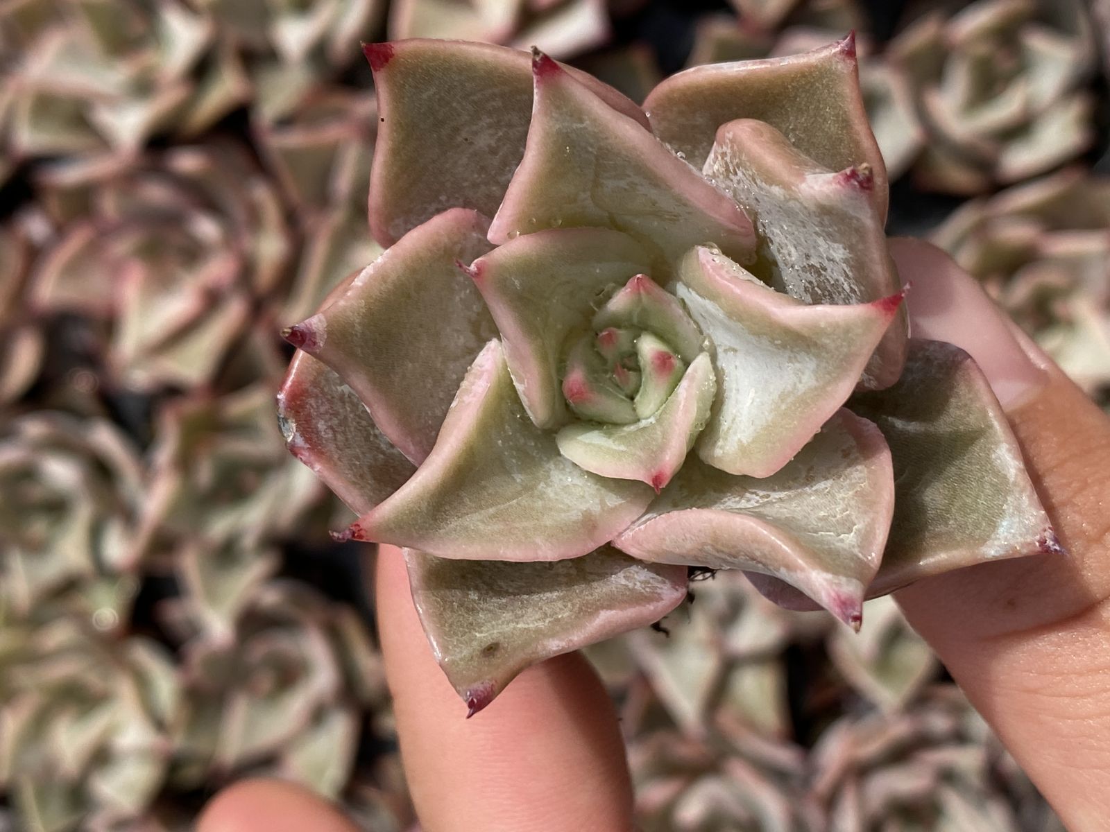 多肉植物 約10cm ブラックフライデー限定価格】XQS90 ギョウズノカワ 105苗 セット 土と