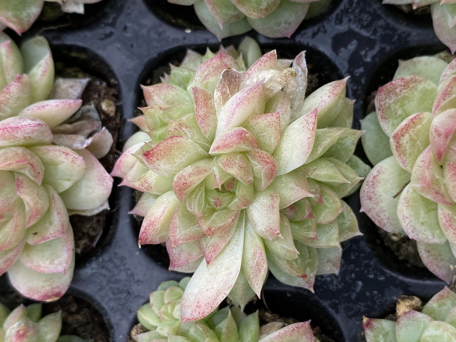 【新入荷】エケべリア韓国苗　レッドライン　多肉植物 　s_6111 新入荷】エケべリア 韓国苗 レッドライン 多肉植物 s_6111 大人気韓国