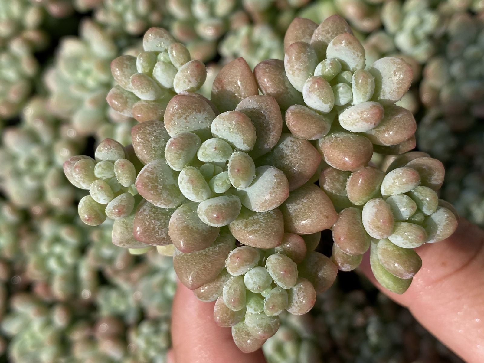 ブラックフライデー限定価格】XQS118 ロココ 105苗 セット 土と根付き