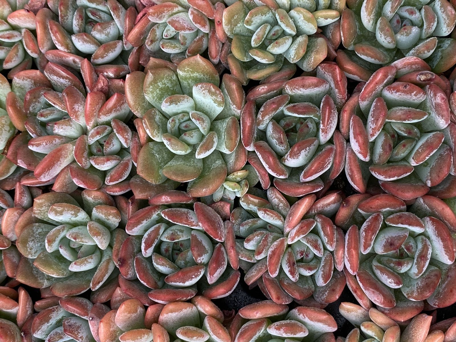 ブラックフライデー限定価格】XQS67 オールスター 105苗 セット 土と