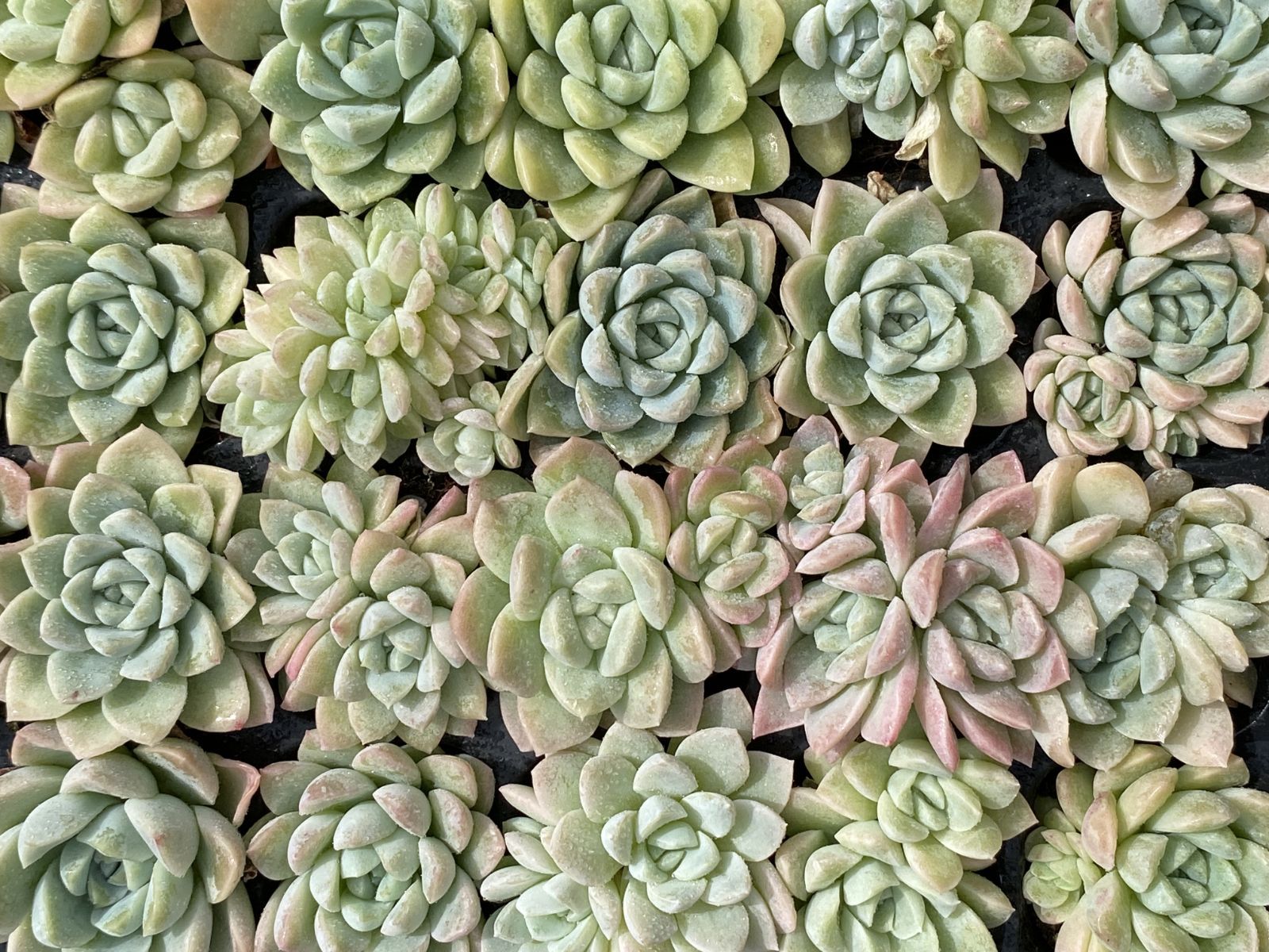 ブラックフライデー限定価格】XQS69 クリームビジン 105苗 セット 土と