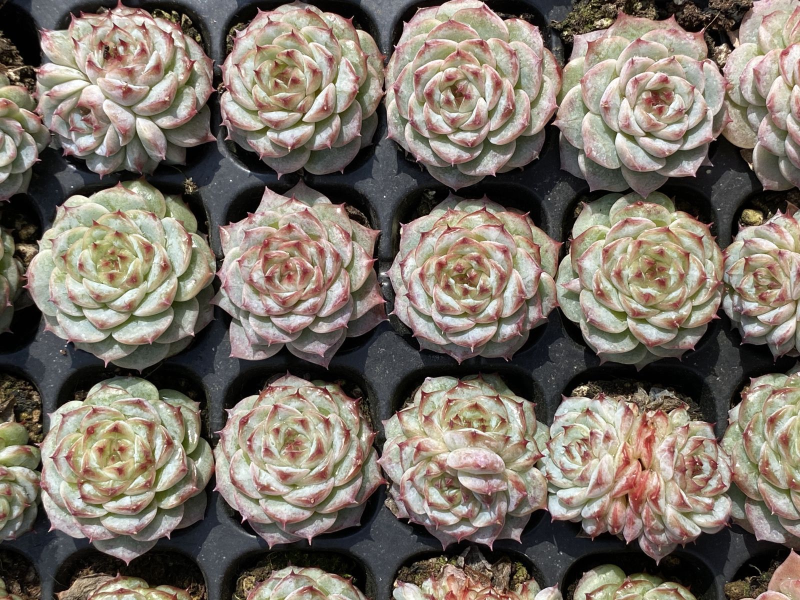 ブラックフライデー限定価格】XQS84 ビロード 105苗 セット 土と根付き