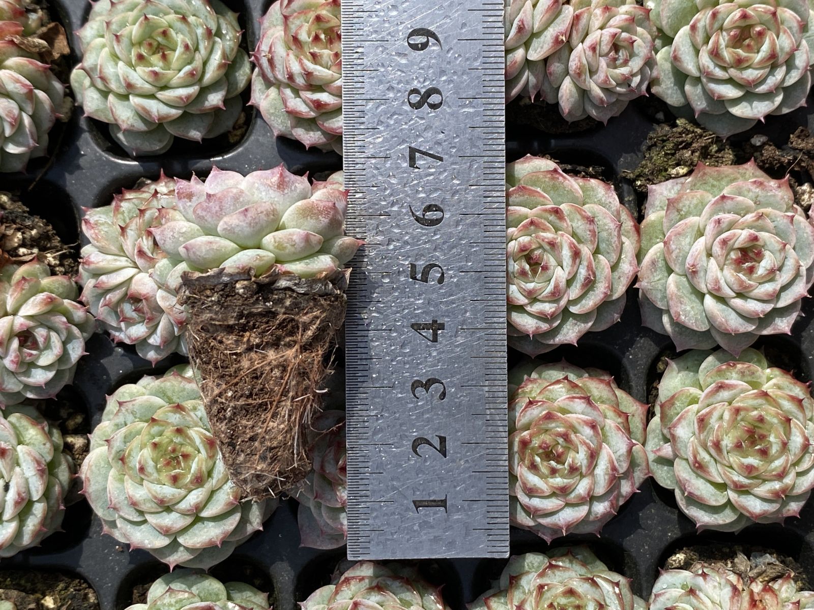 ブラックフライデー限定価格】XQS84 ビロード 105苗 セット 土と根付き