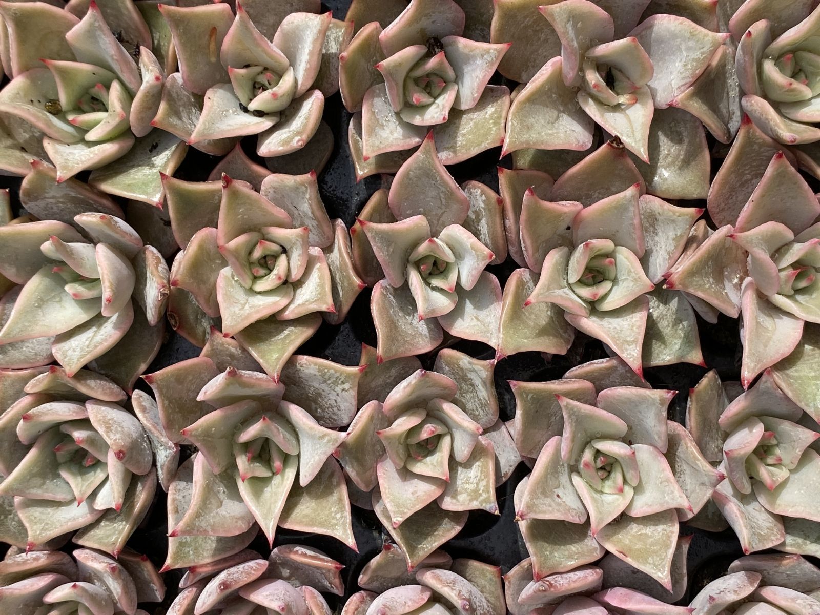 ブラックフライデー限定価格】XQS90 ギョウズノカワ 105苗 セット 土と