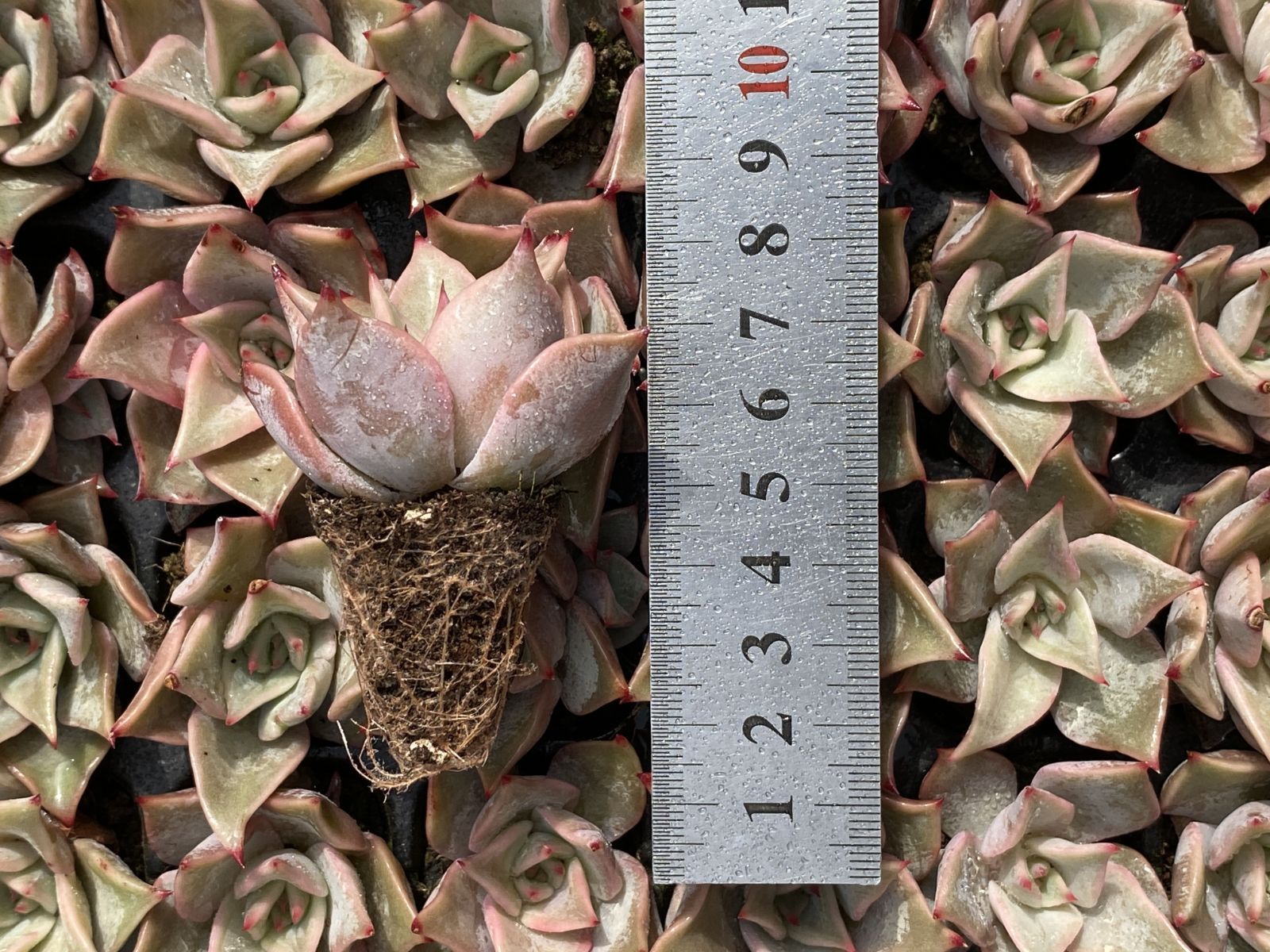 ブラックフライデー限定価格】XQS90 ギョウズノカワ 105苗 セット 土と