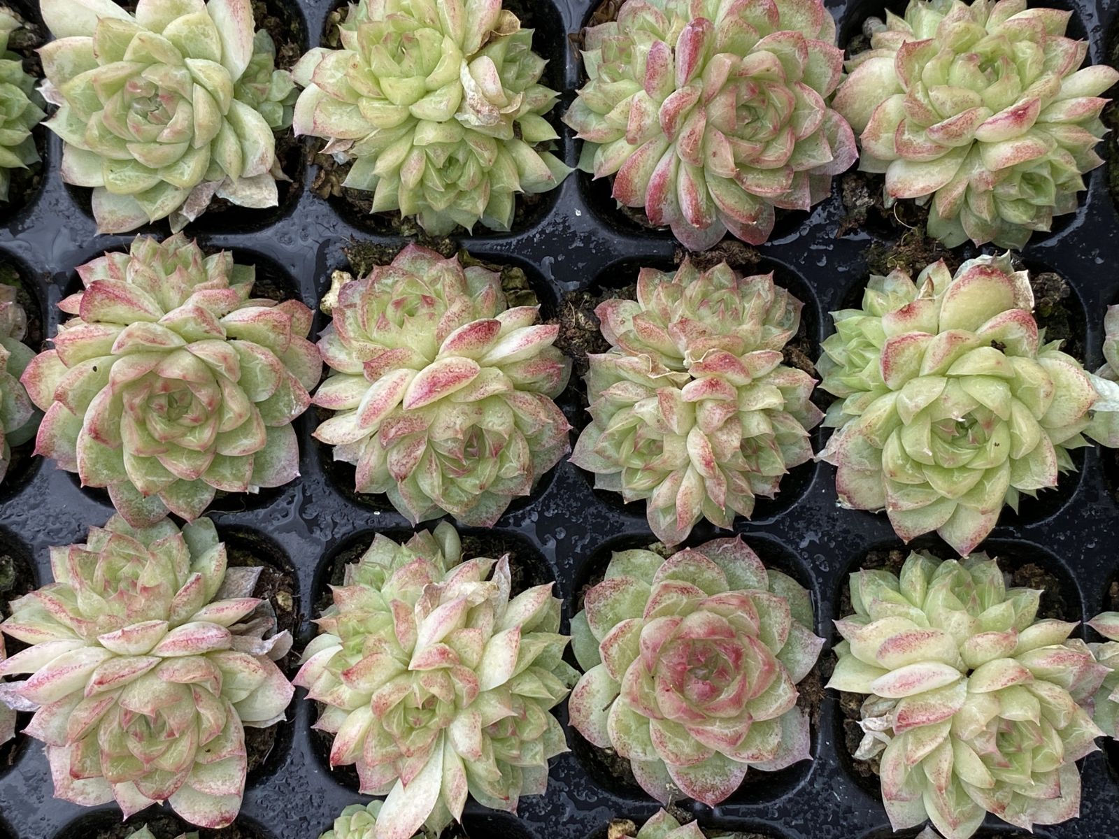 ブラックフライデー限定価格】XQS109 レッドクイーン 105苗 セット 土