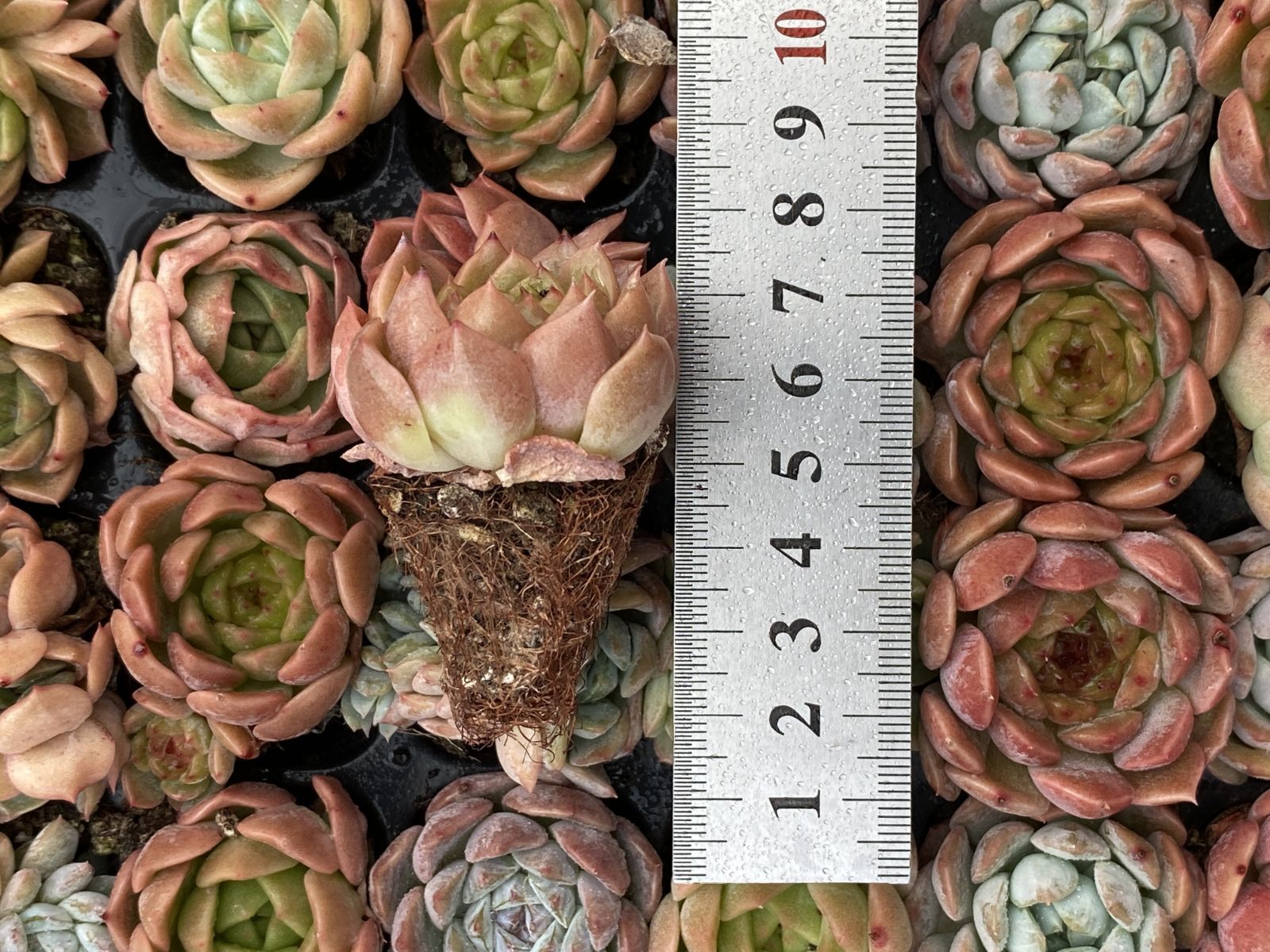 ブラックフライデー限定価格】XQS145 ジェニーザツ 105苗 セット 土と