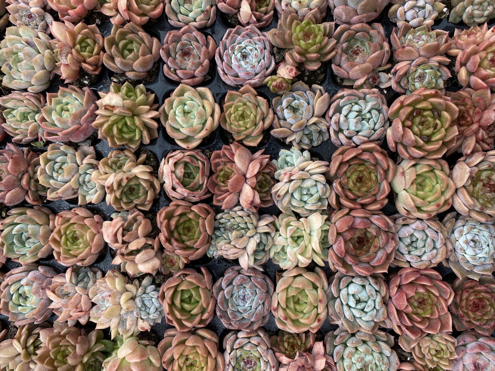 ブラックフライデー限定価格】XQS145 ジェニーザツ 105苗 セット 土と