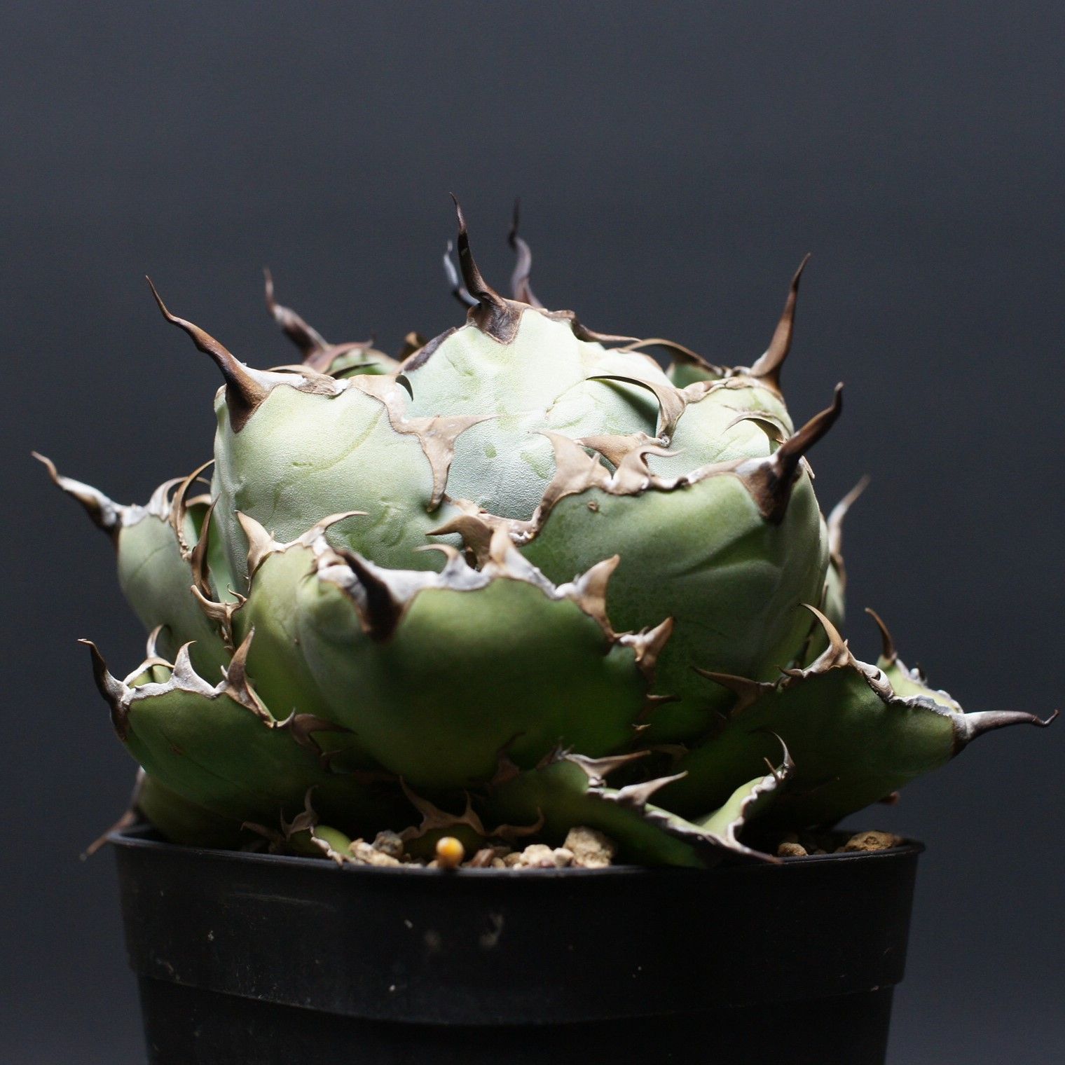 アガベ チタノタ ブラック＆ブルー Agave titanota 管理2469