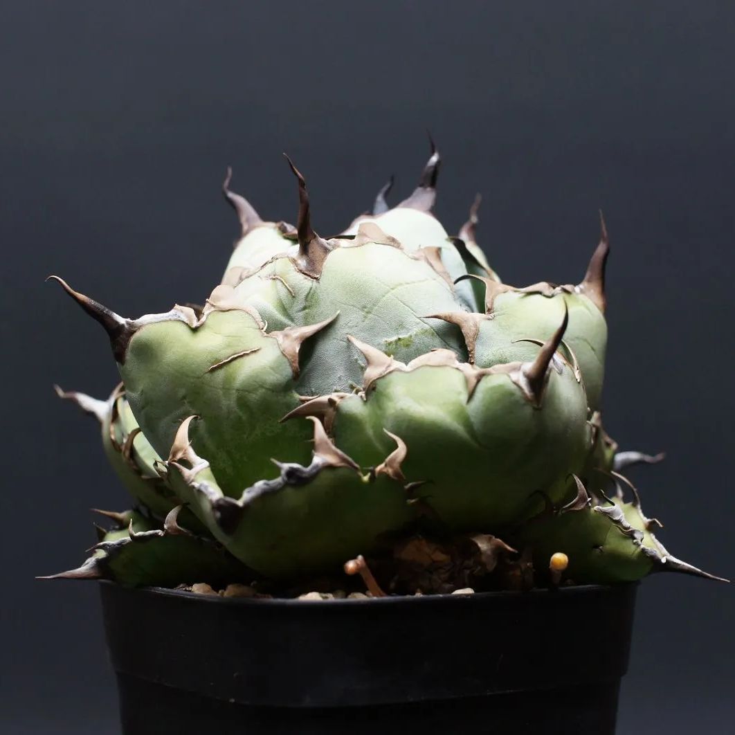 アガベ チタノタ ブラック＆ブルー Agave titanota 管理2469