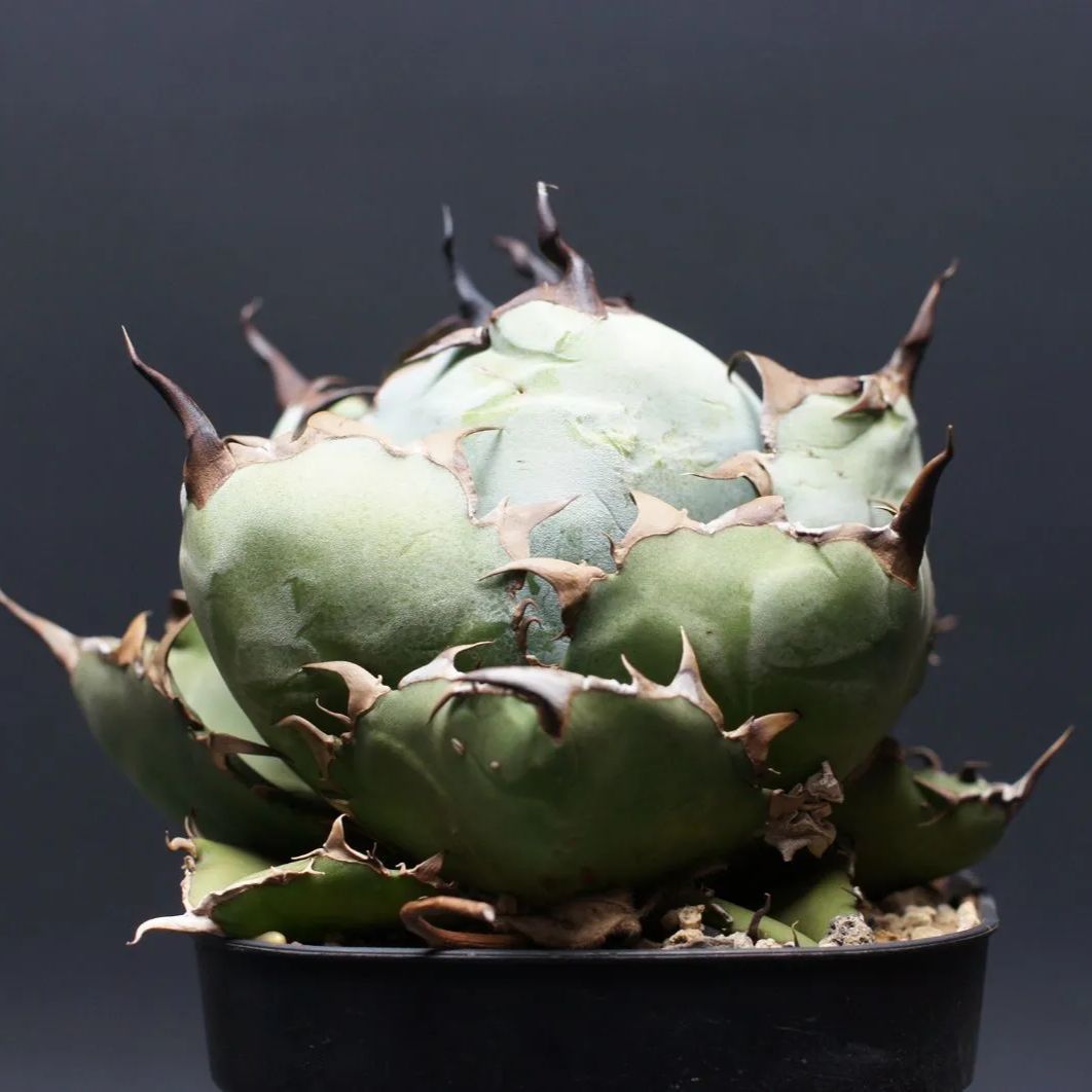 アガベ チタノタ ブラック＆ブルー Agave titanota 管理2471