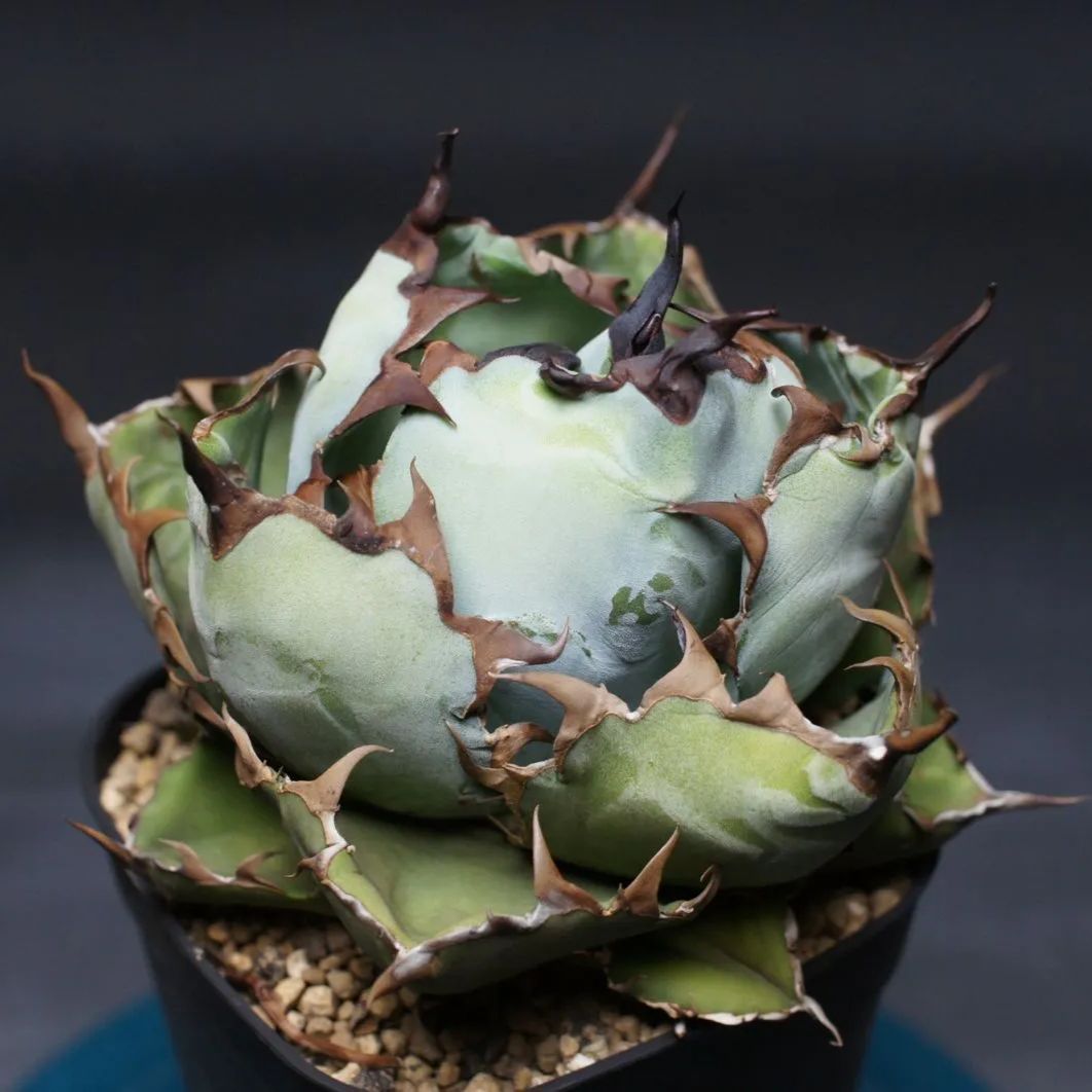 アガベ チタノタ ブラック&ブルー Agave titanota 管理2471