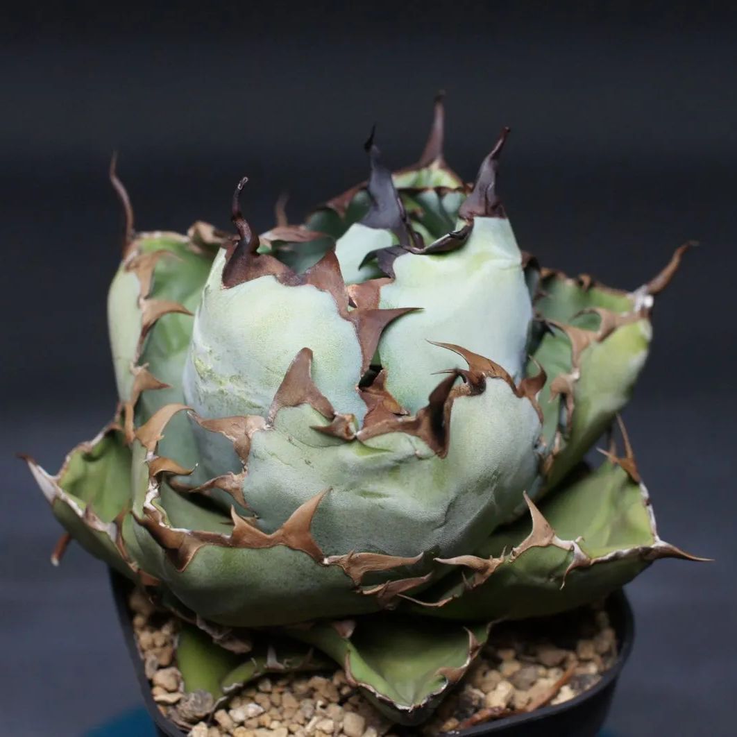 アガベ チタノタ ブラック&ブルー Agave titanota 管理2471