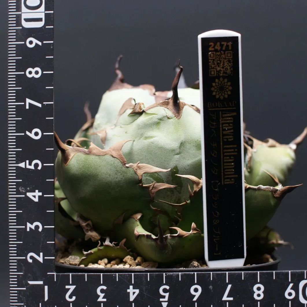 アガベ チタノタ ブラック&ブルー Agave titanota 管理2471