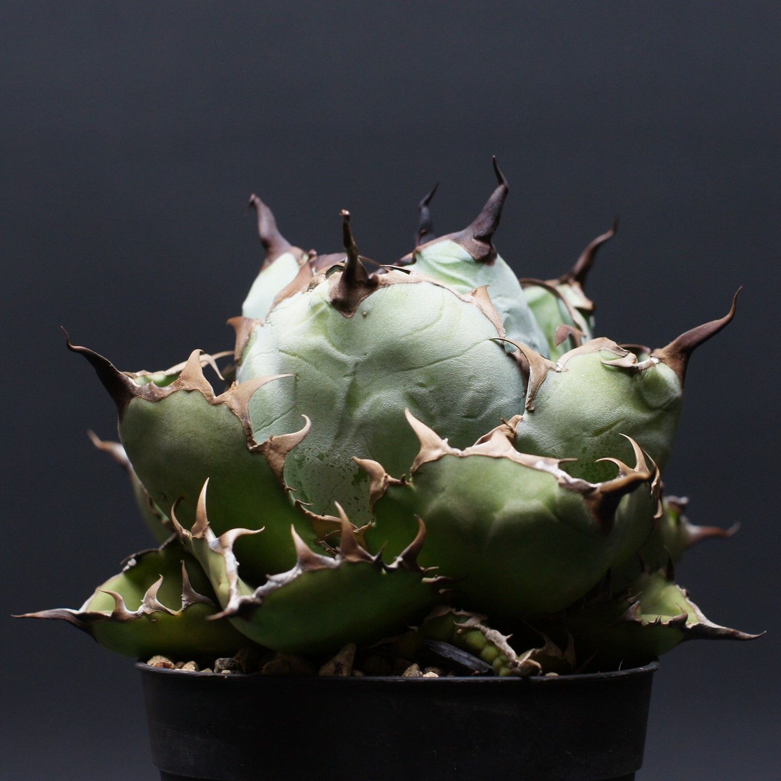 アガベ チタノタ ブラック＆ブルー Agave titanota 管理2472