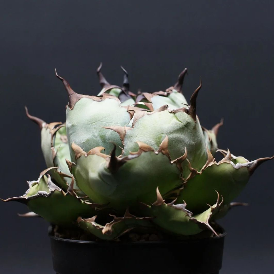 アガベ チタノタ ブラック＆ブルー Agave titanota 管理2472