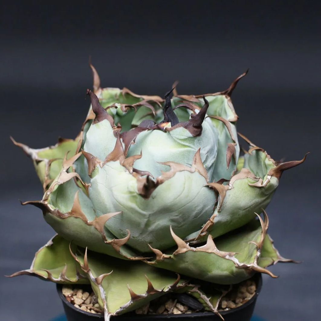 アガベ チタノタ ブラック&ブルー Agave titanota 管理2472