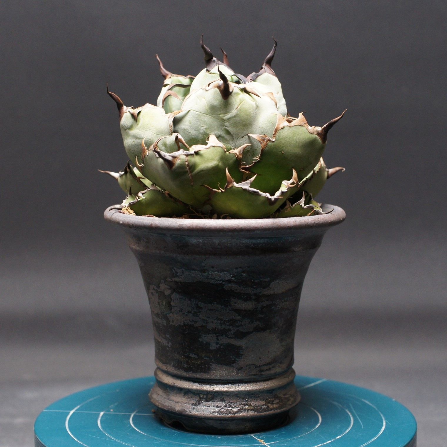 アガベ チタノタ ブラック＆ブルー Agave titanota 管理2473