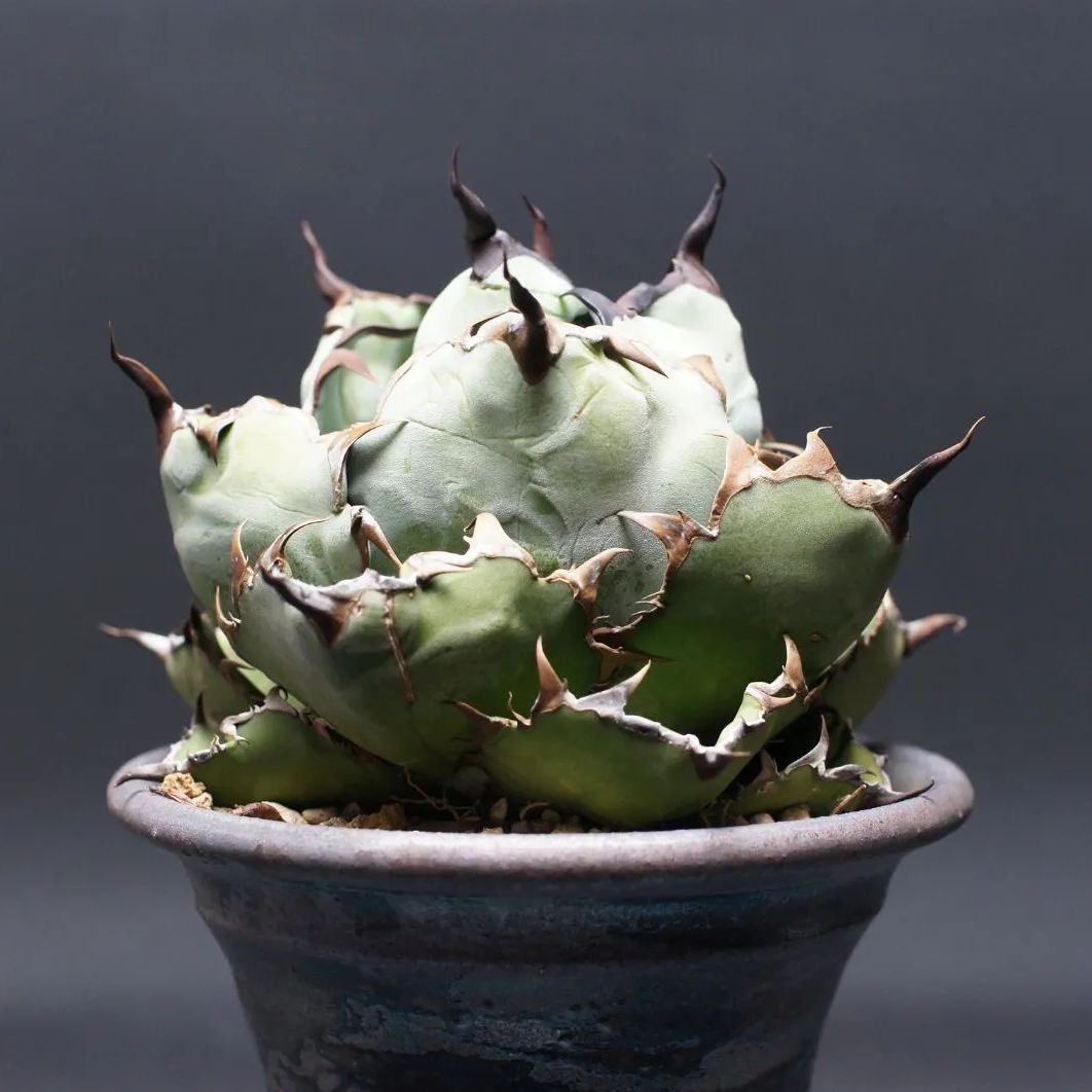 アガベ チタノタ ブラック＆ブルー Agave titanota 管理2473