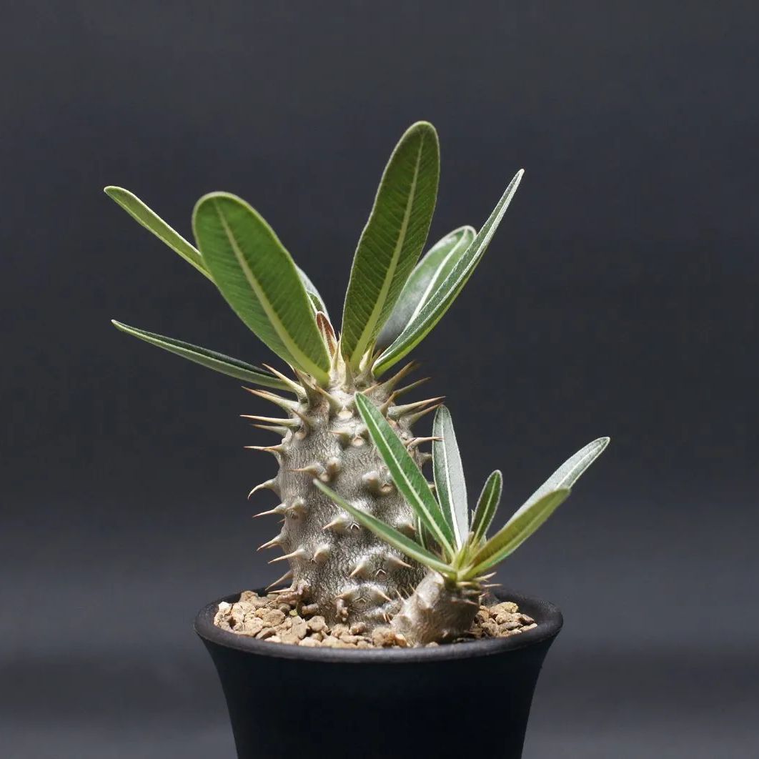 英版エビワラー Best of Game Winnerプロモ 英版エビワラー ショップ Best of Game Winnerプロモ