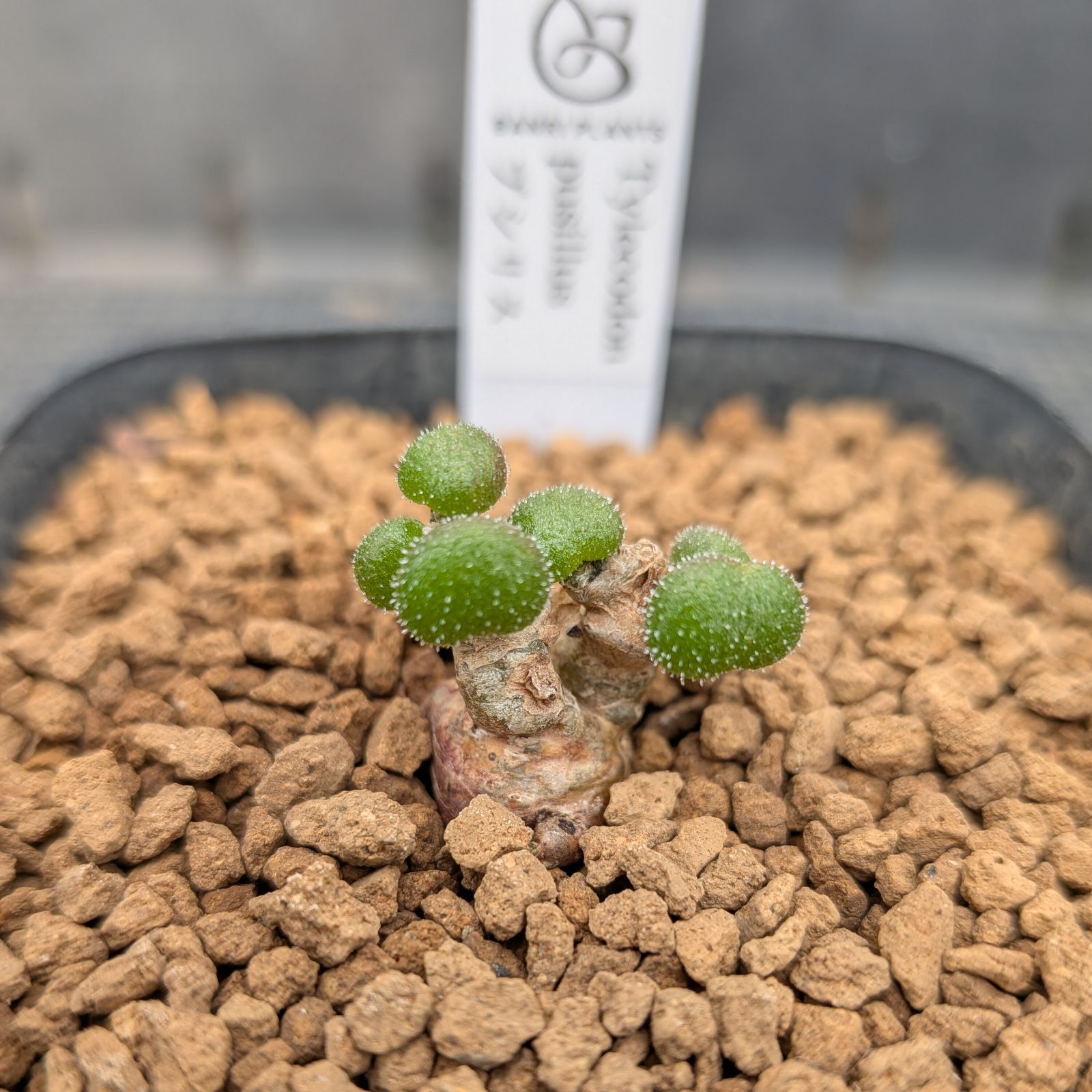 チレコドン プシルス ※メルカリ便(鉢植え) - メルカリ