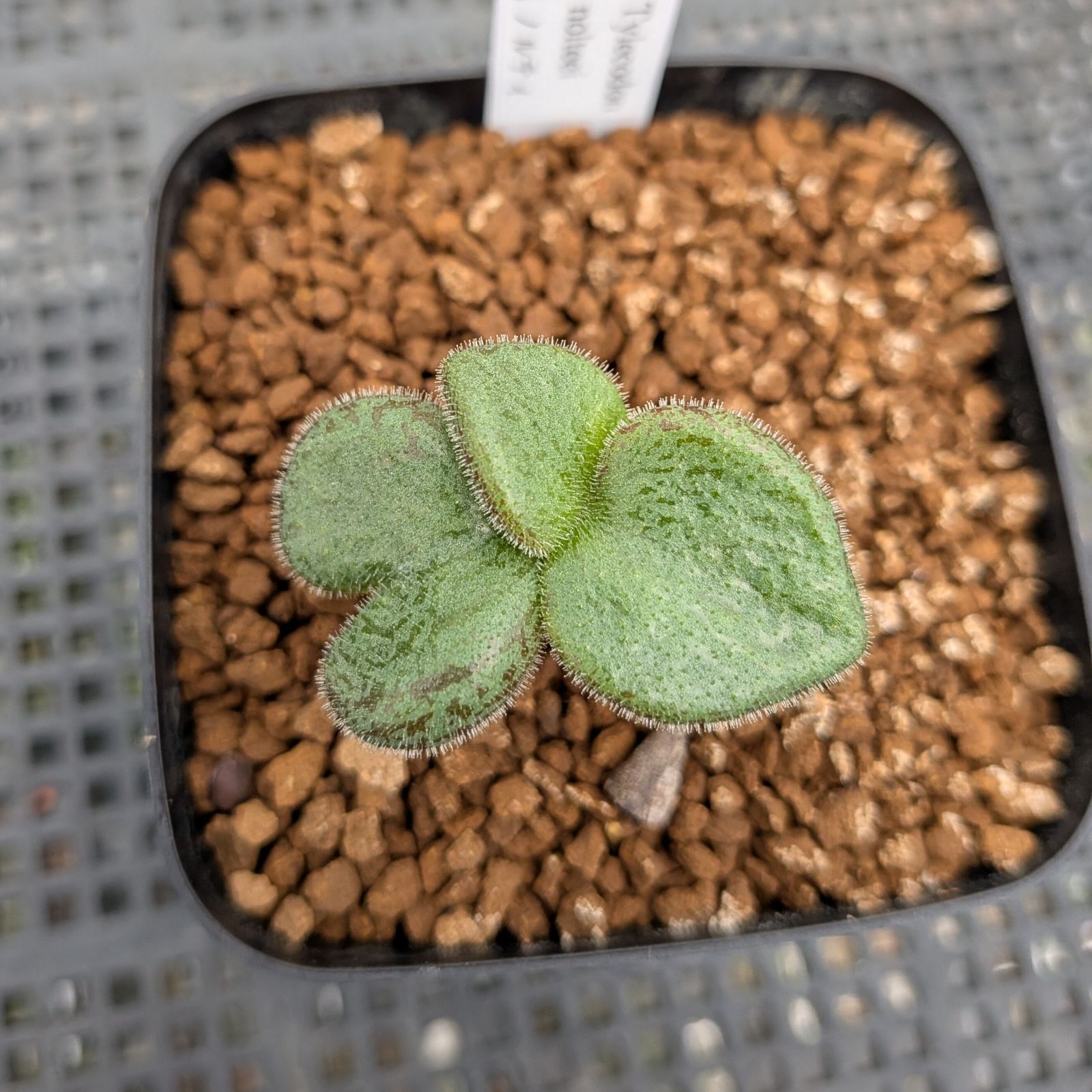 チレコドン ノルティ ※メルカリ便(鉢植え) - メルカリ