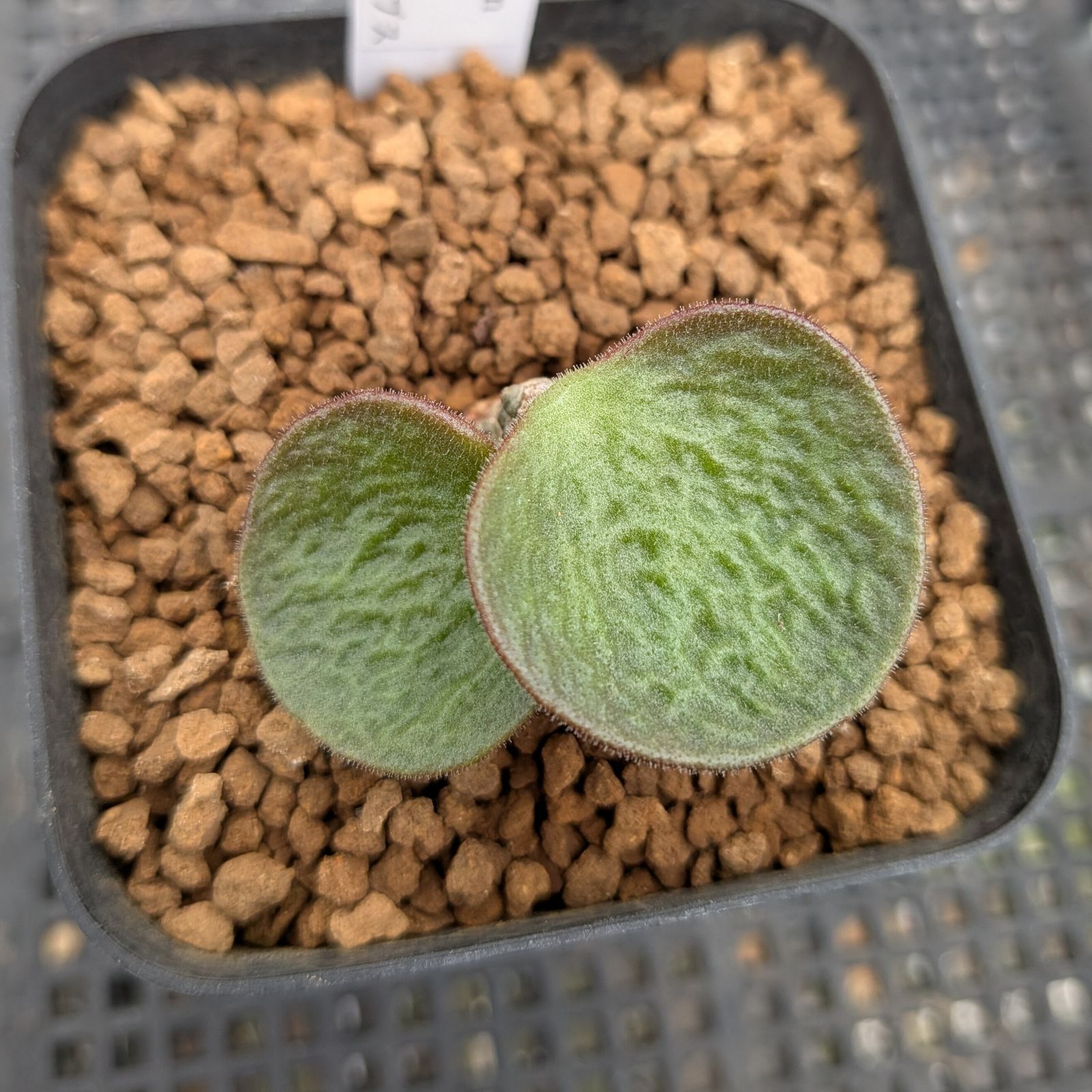 チレコドン エクティプス 便 鉢植え