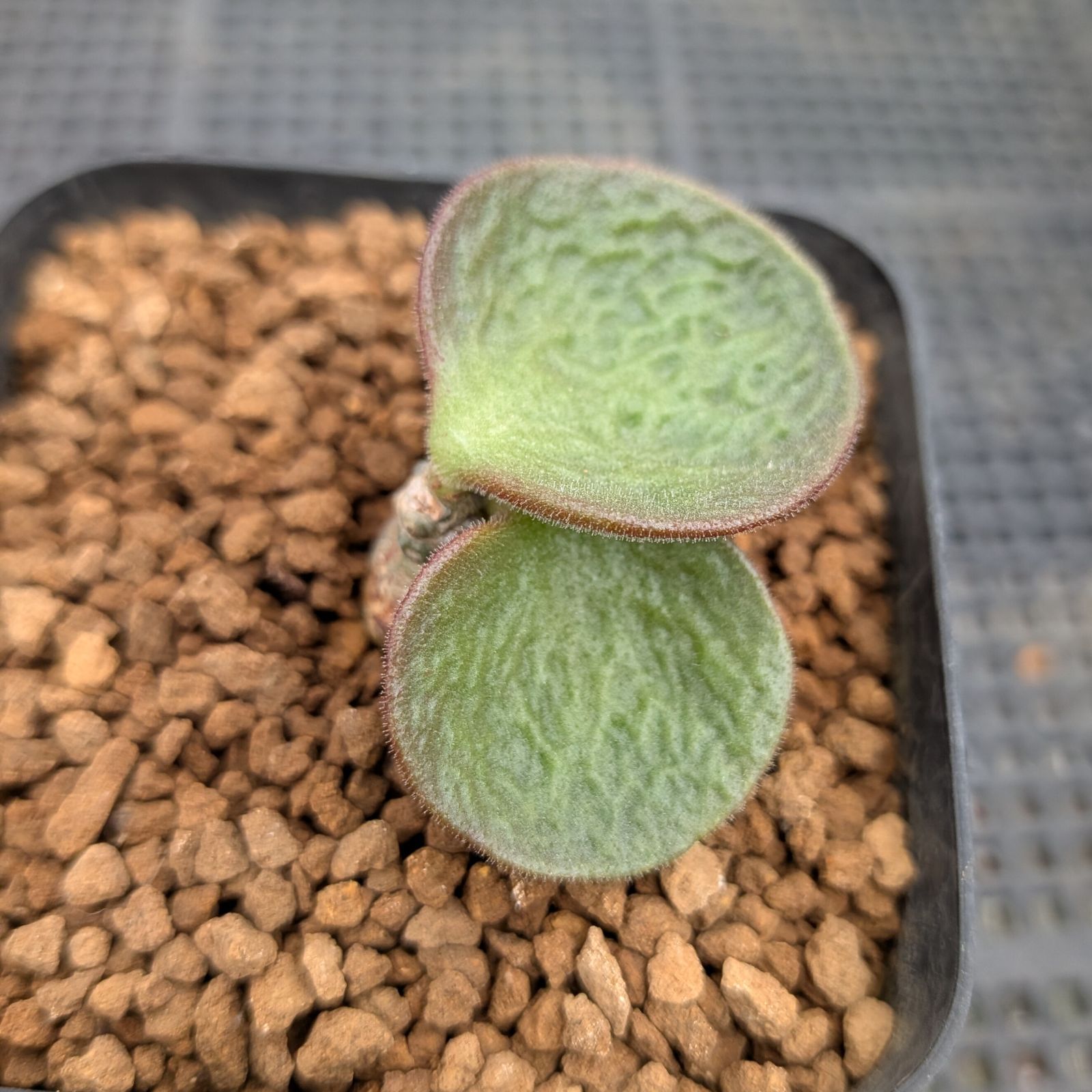 チレコドン エクティプス 便 鉢植え