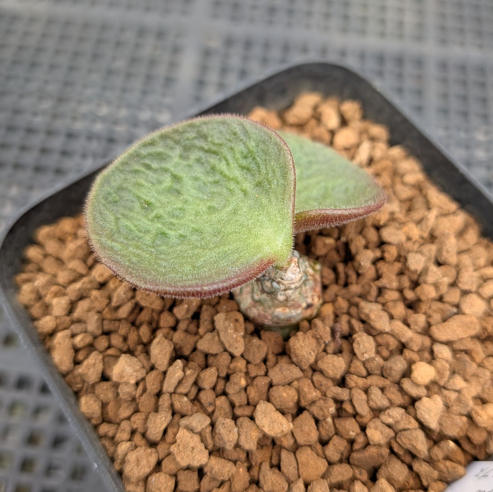 チレコドン エクティプス 便 鉢植え