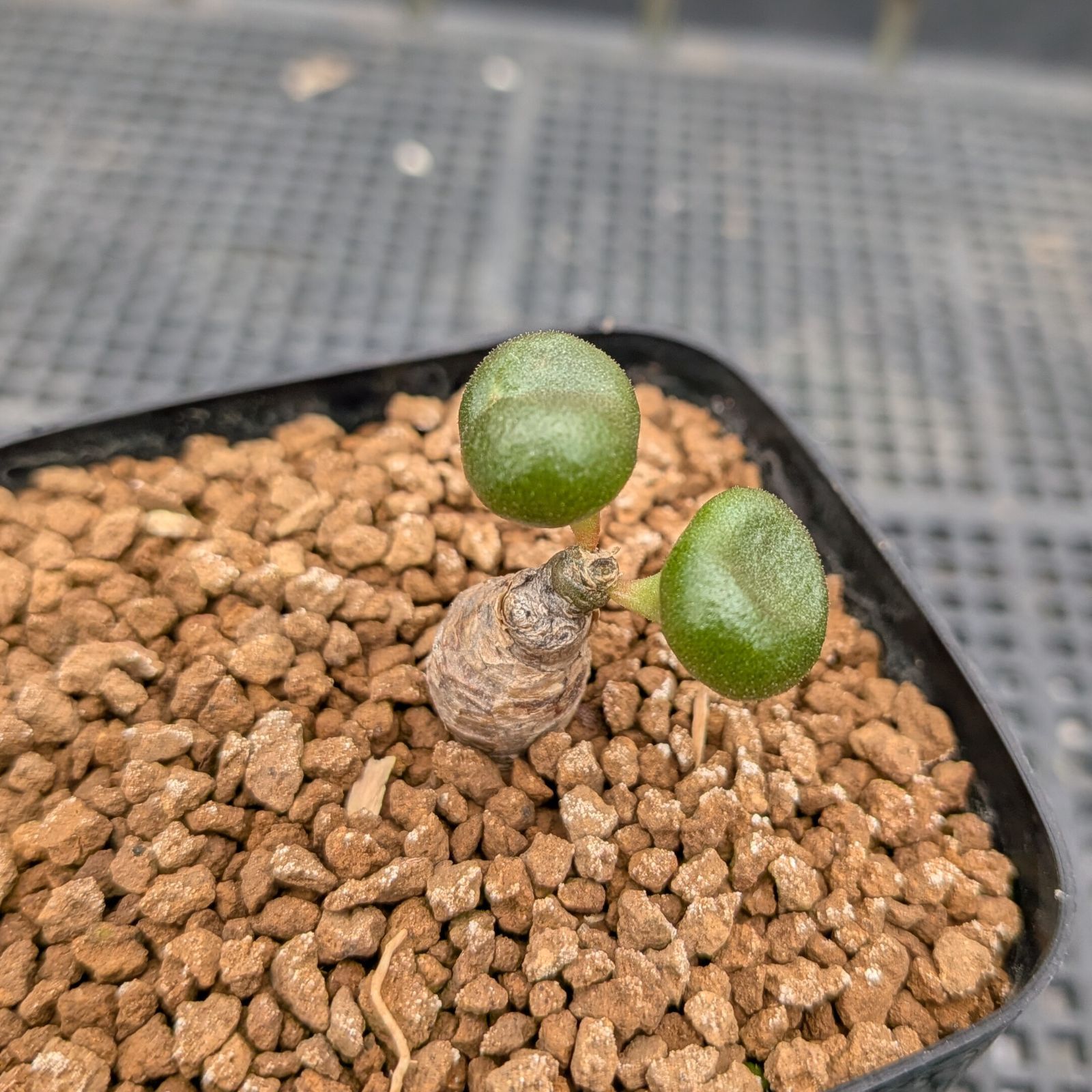 チレコドン オペリー ※メルカリ便(鉢植え) - メルカリ