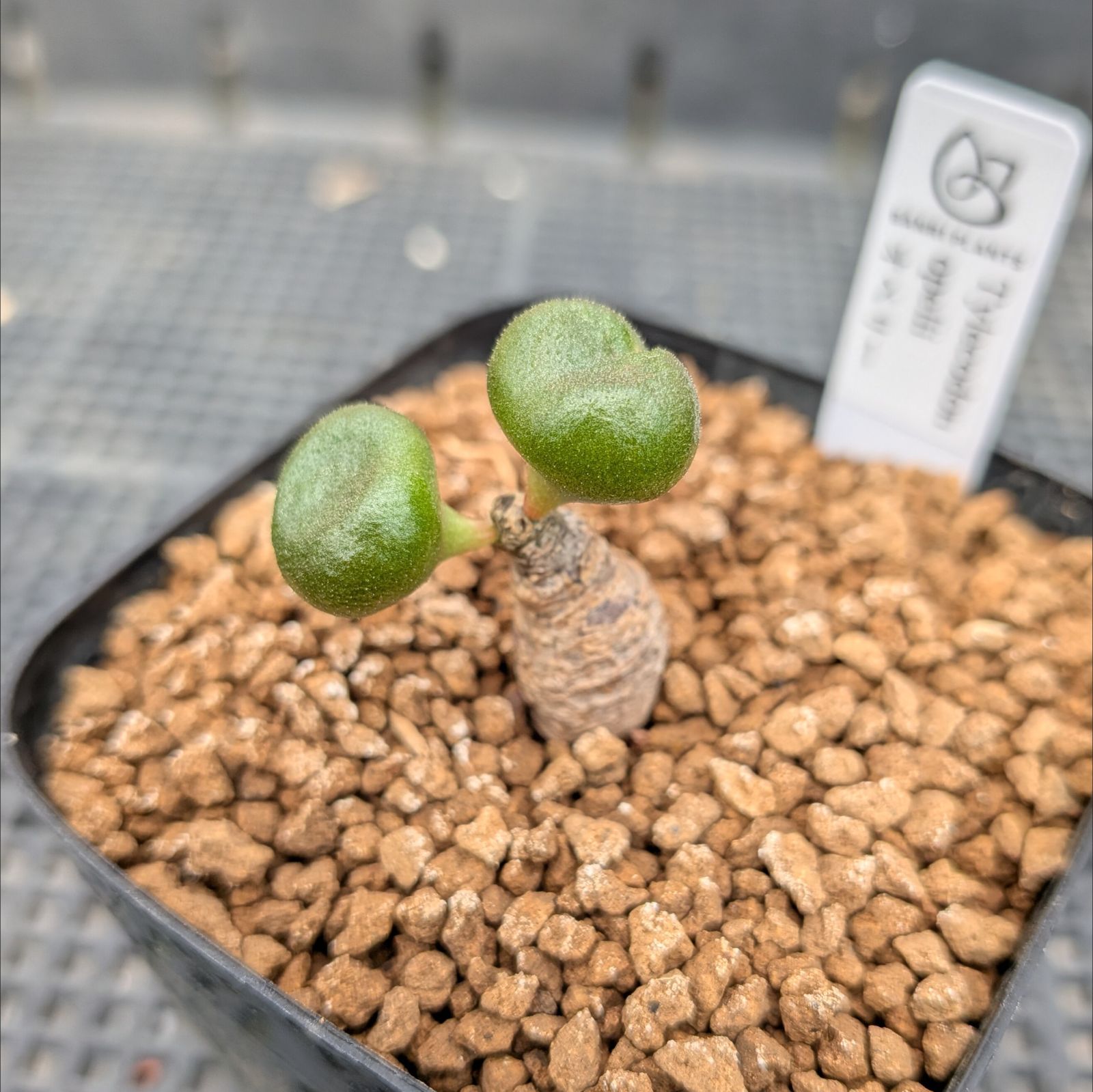 チレコドン オペリー ※メルカリ便(鉢植え) - メルカリ