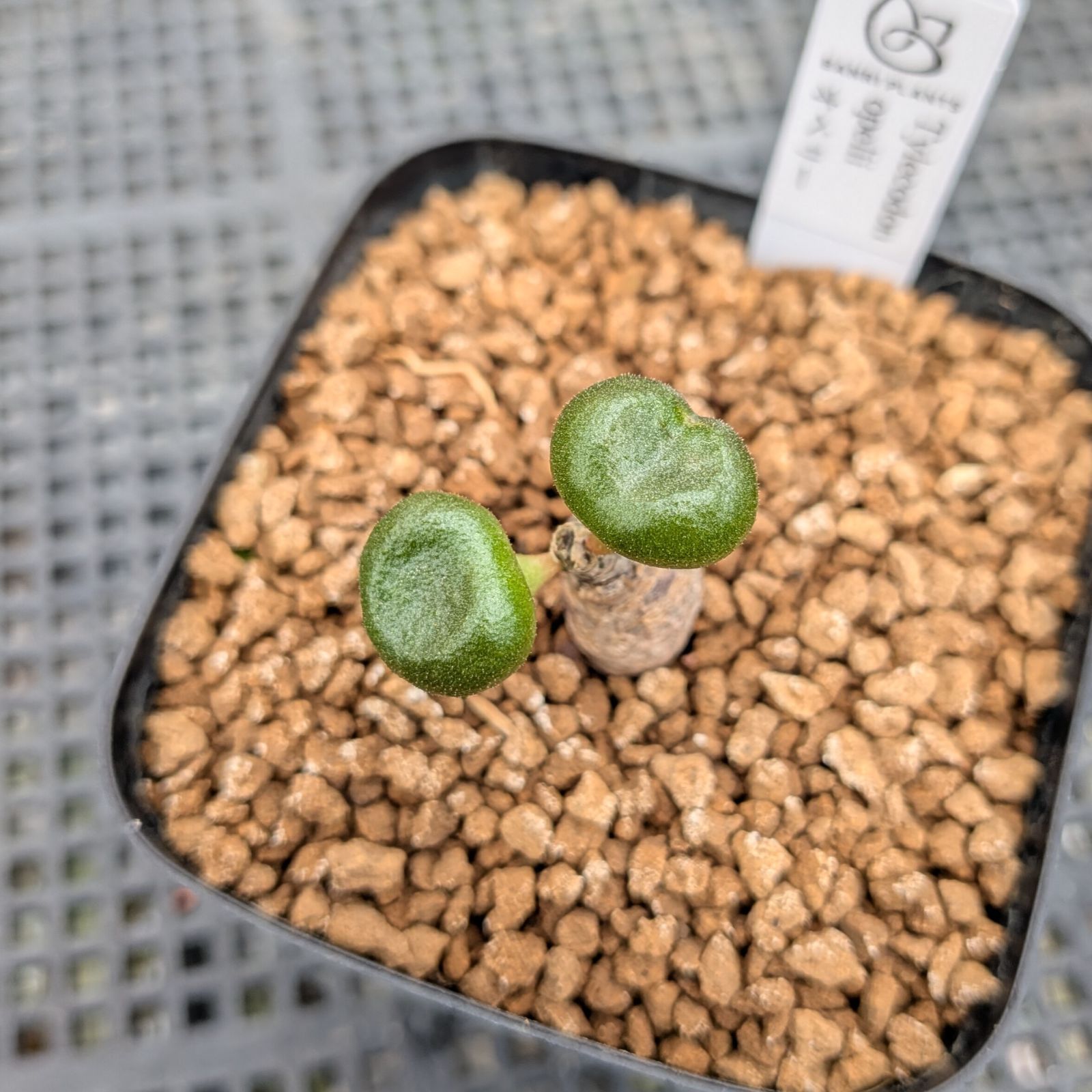 チレコドン オペリー ※メルカリ便(鉢植え) - メルカリ