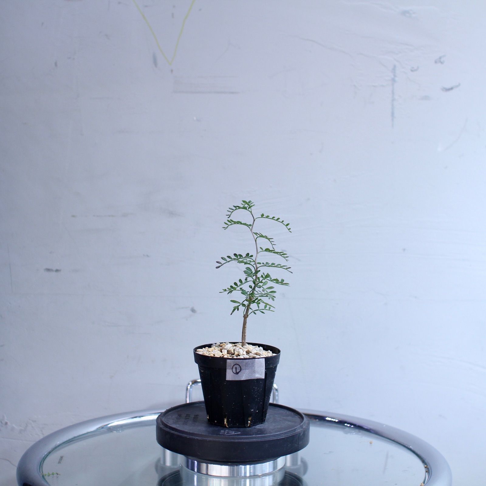 オペルクリカリア パキプス 実生 ① 塊根植物