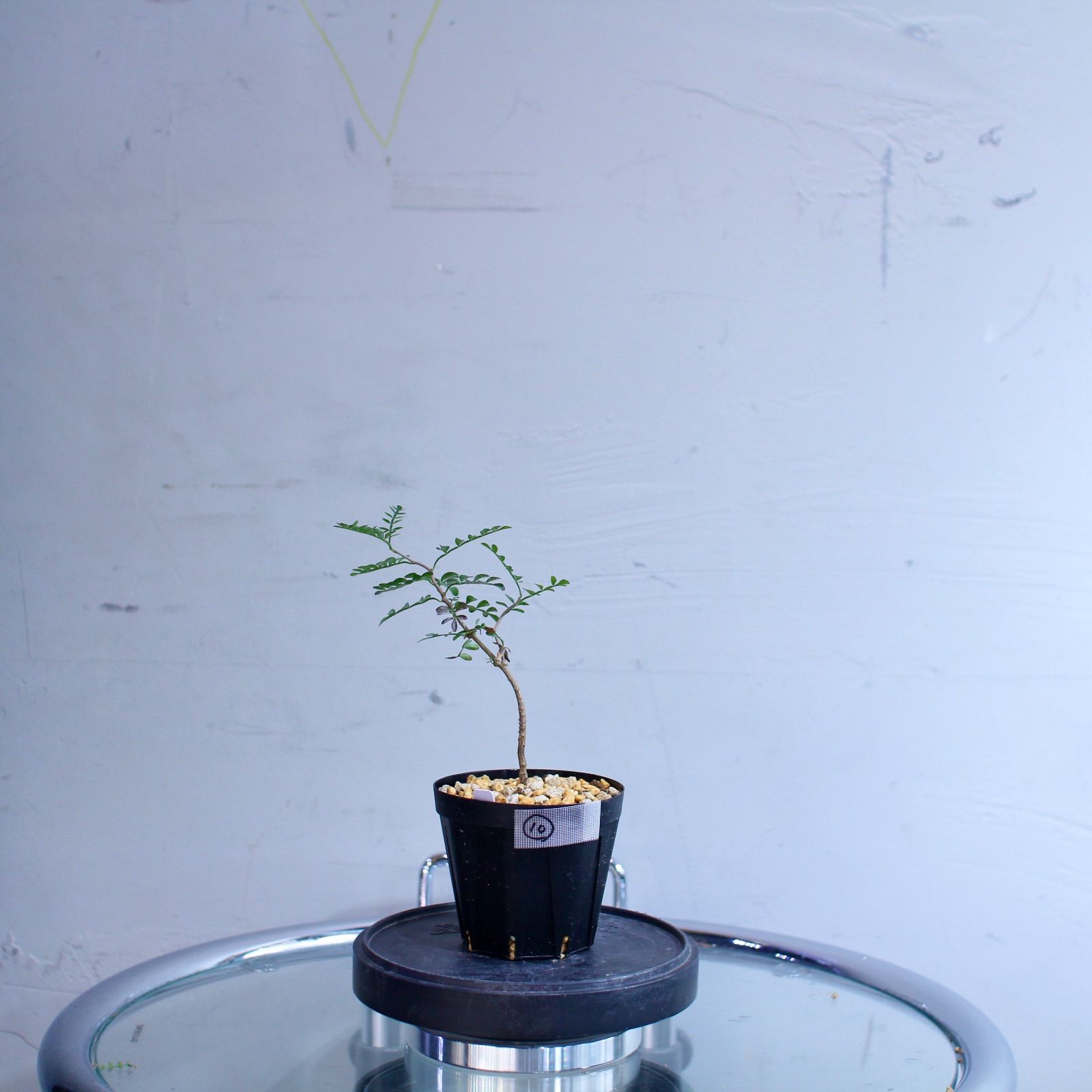 ジェーンマープル ファー襟のダブルボタンコート　マスタード　黄色 ジェーンマープル ファー襟のダブルボタンコート マスタード 黄色