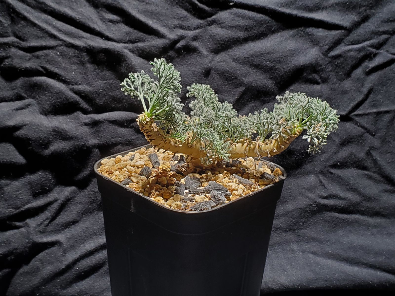 実生株 モンソニア ムルチフィダ ab-1 2 3