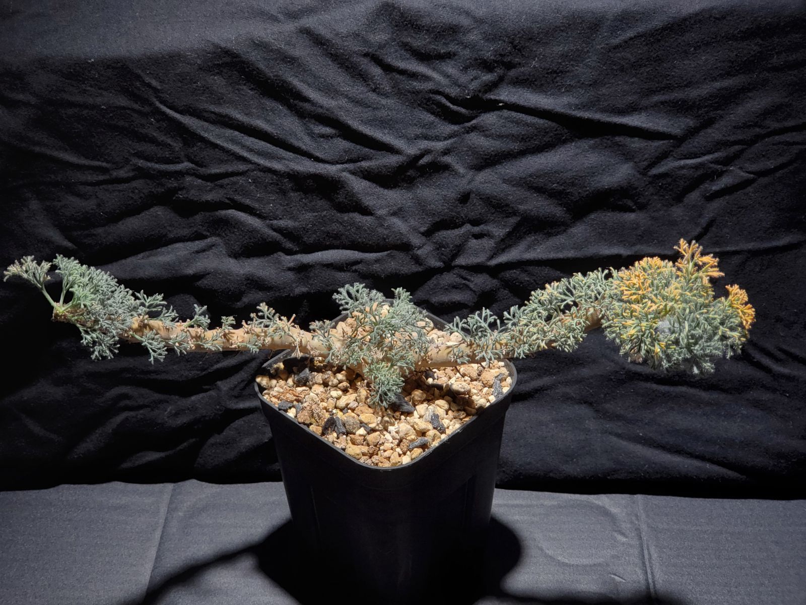 実生株】モンソニア ムルチフィダ ab-1,2,3 - メルカリ