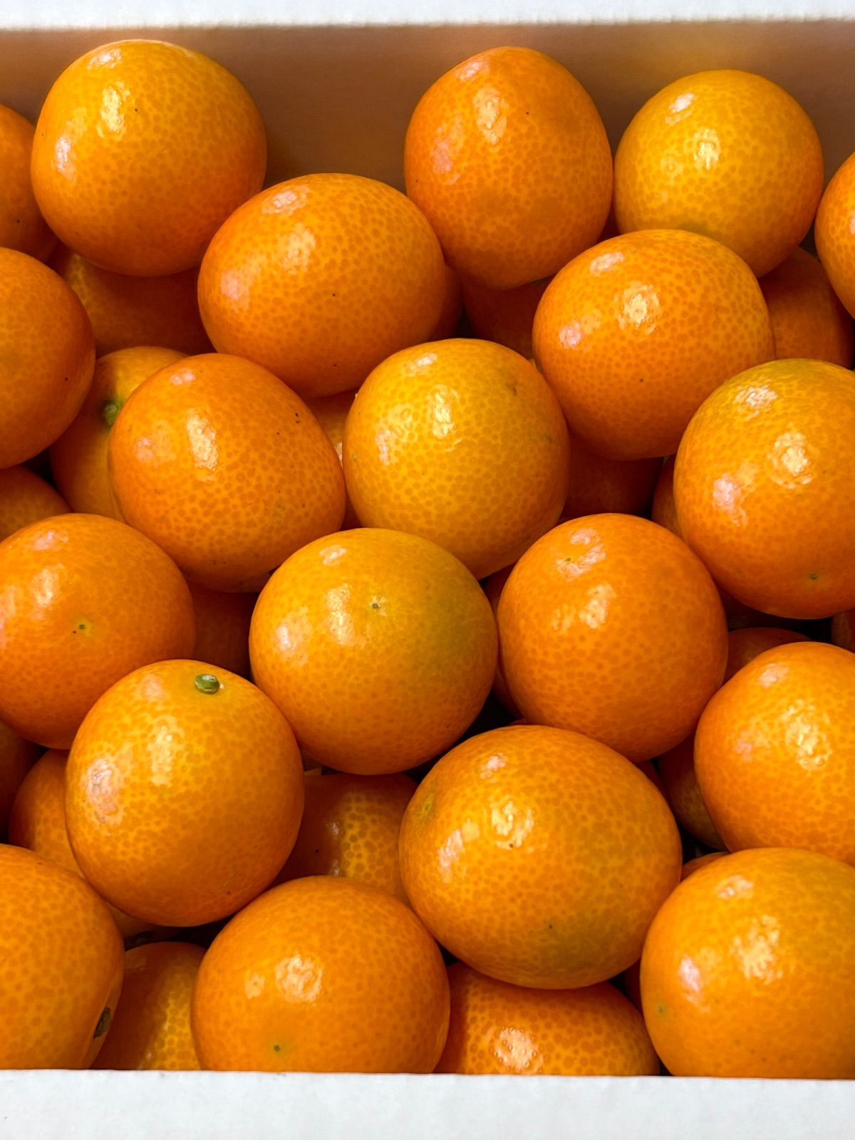 宮崎県産 ロジ金柑 箱込5キロ 2Lサイズ