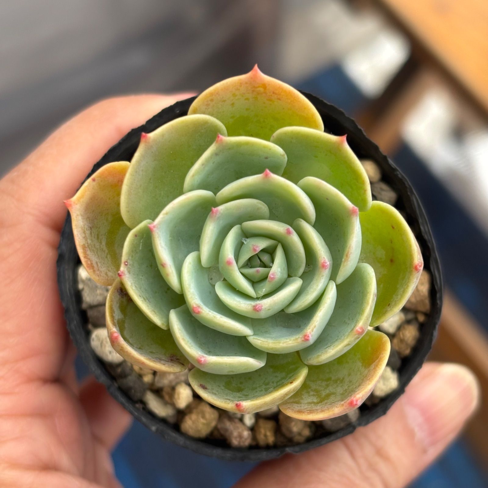 七福神　多肉　① 多肉植物 七福神 ① 抜き苗 11/28 - メルカリ