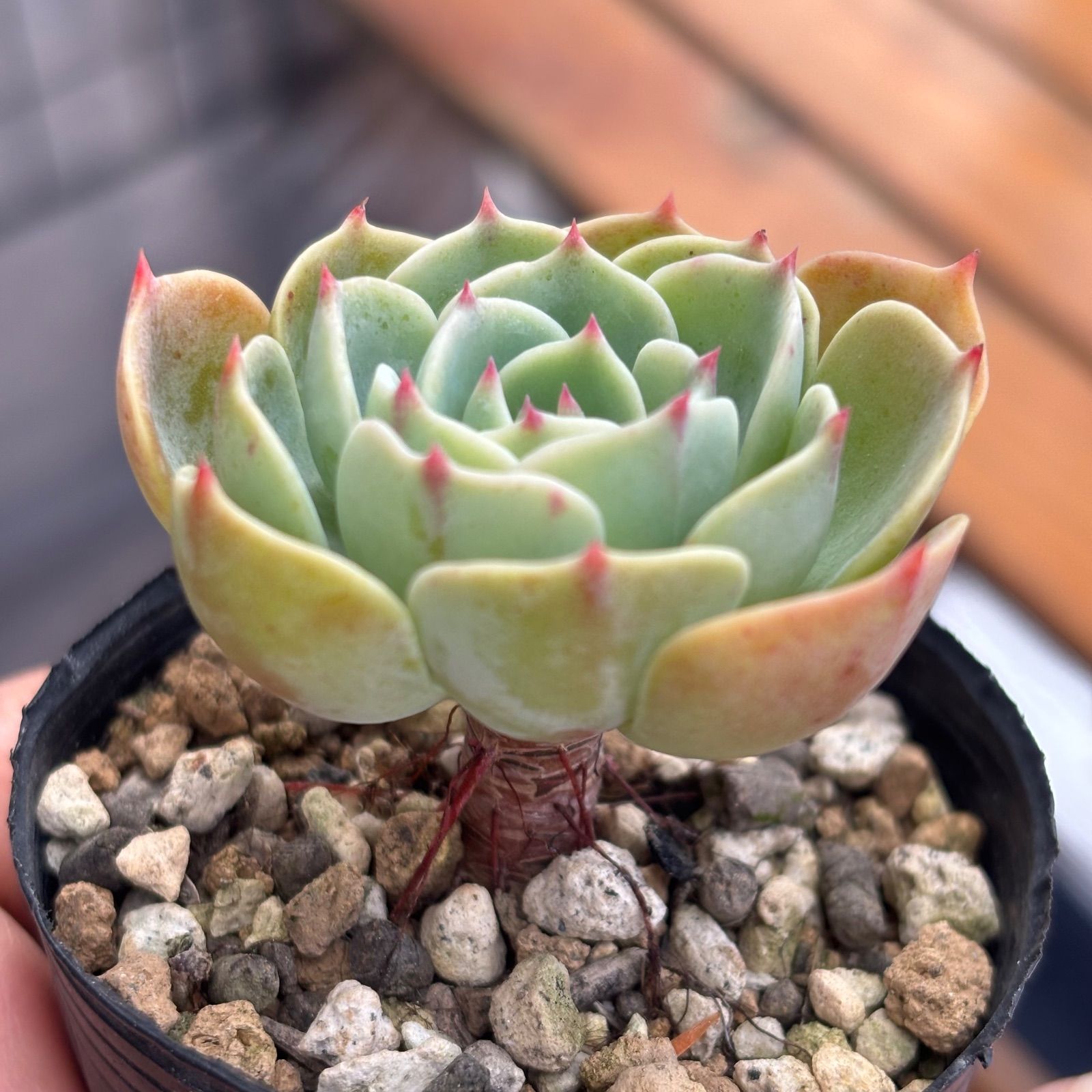 多肉植物 七福神 ① 抜き苗 11/28 - メルカリ