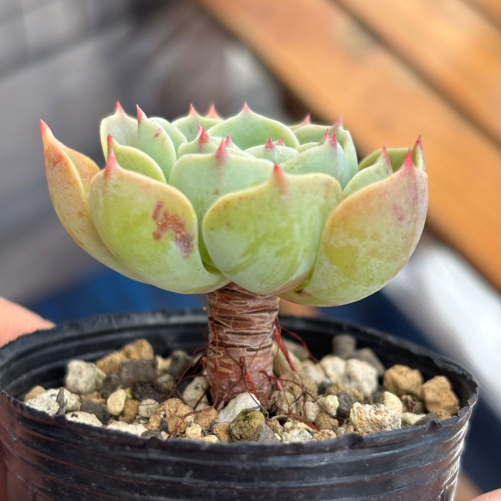 多肉植物 七福神 ① 抜き苗 11/28 - メルカリ