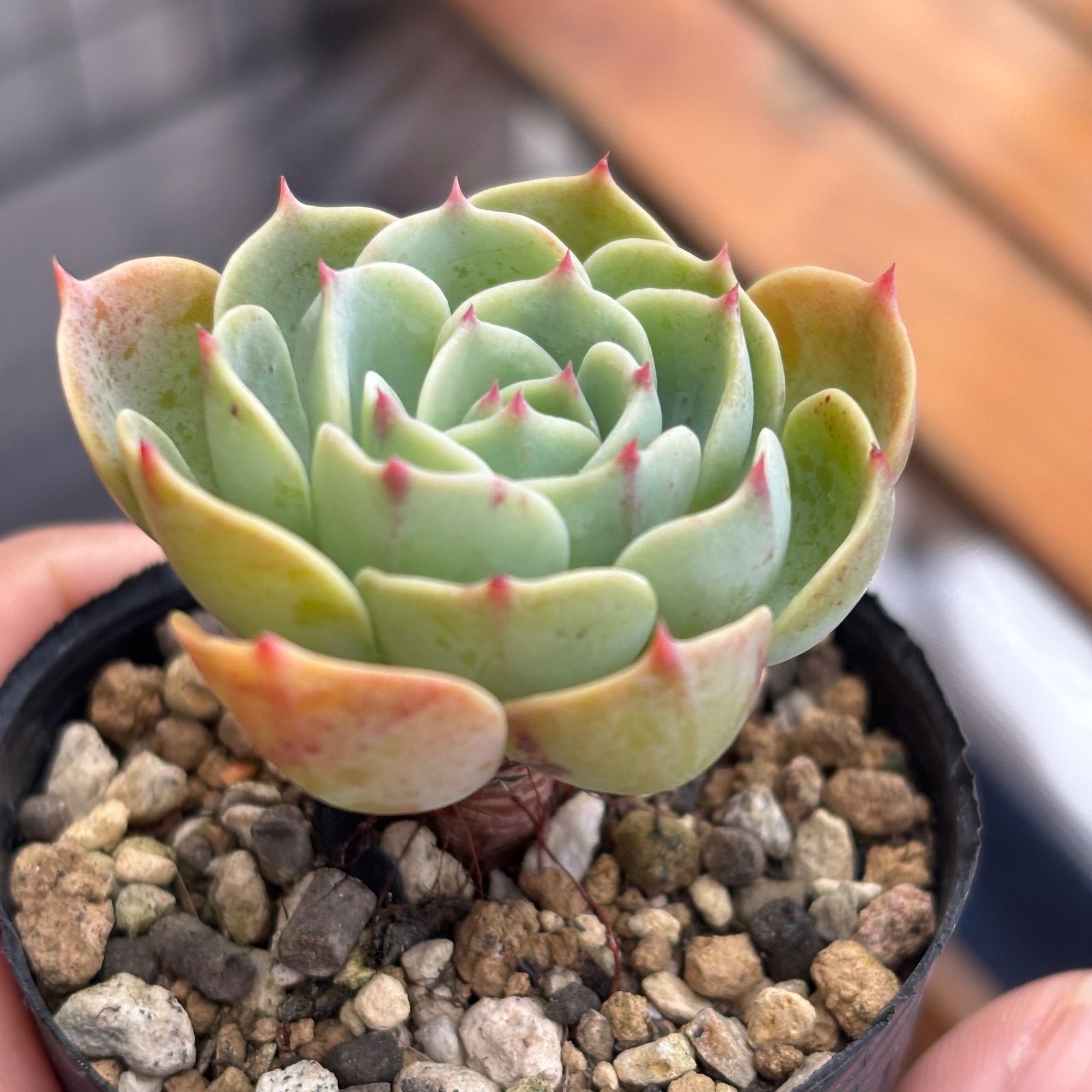 多肉植物 七福神 ① 抜き苗 11/28 - メルカリ